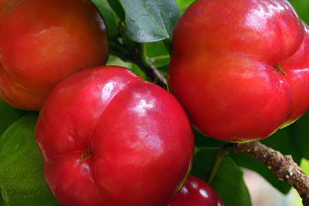 Полезные свойства барбадосской вишни