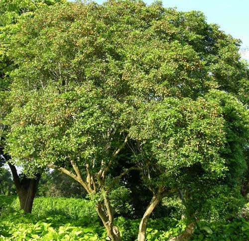 дерево гваяковое