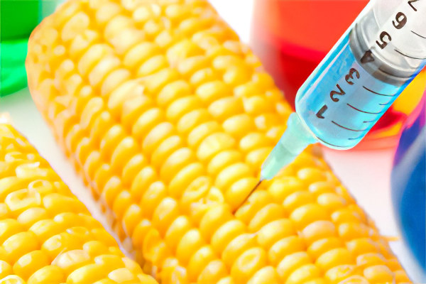 Генномодифицированная кукуруза