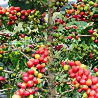 Кофейное дерево