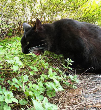 котовник кошачий