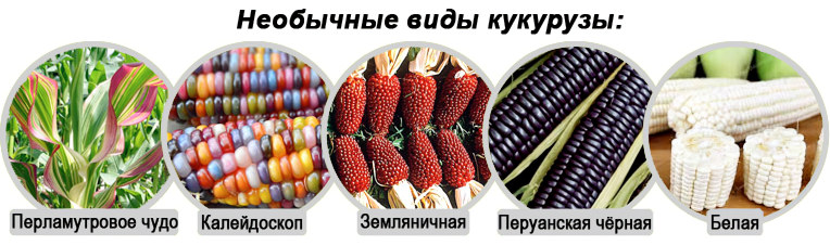 Необычные виды кукурузы