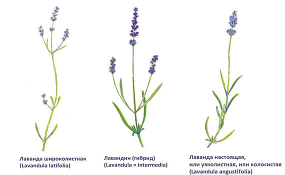 Чем отличается лаванда от шалфея