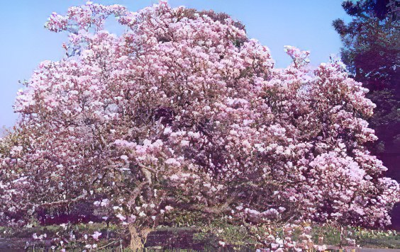 magnoliya