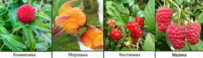 Чем отличается морошка Чем отличается морошка