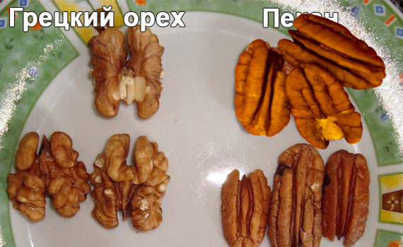 Пекан и грецкий орех