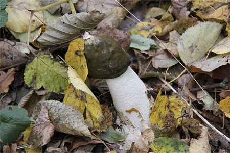 Лечебные свойства настойки гриба Веселка