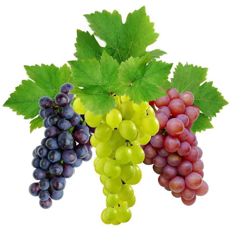виноград культурный