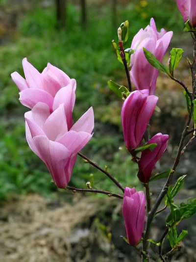 virashivanie magnolii