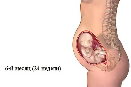 6 месяц беременности