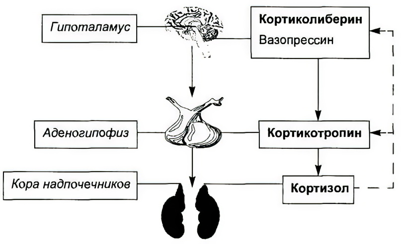 Анализ АКТГ