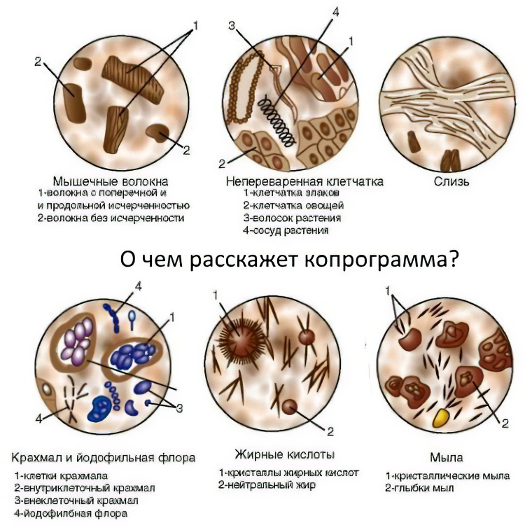 Копрограмма кала сколько хранить