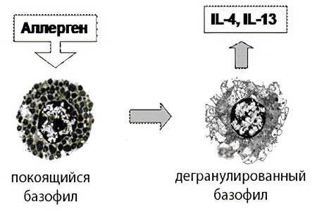 аллергениы