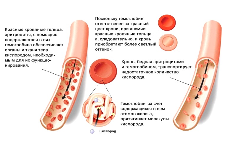 Ретикулоциты Ретикулоциты