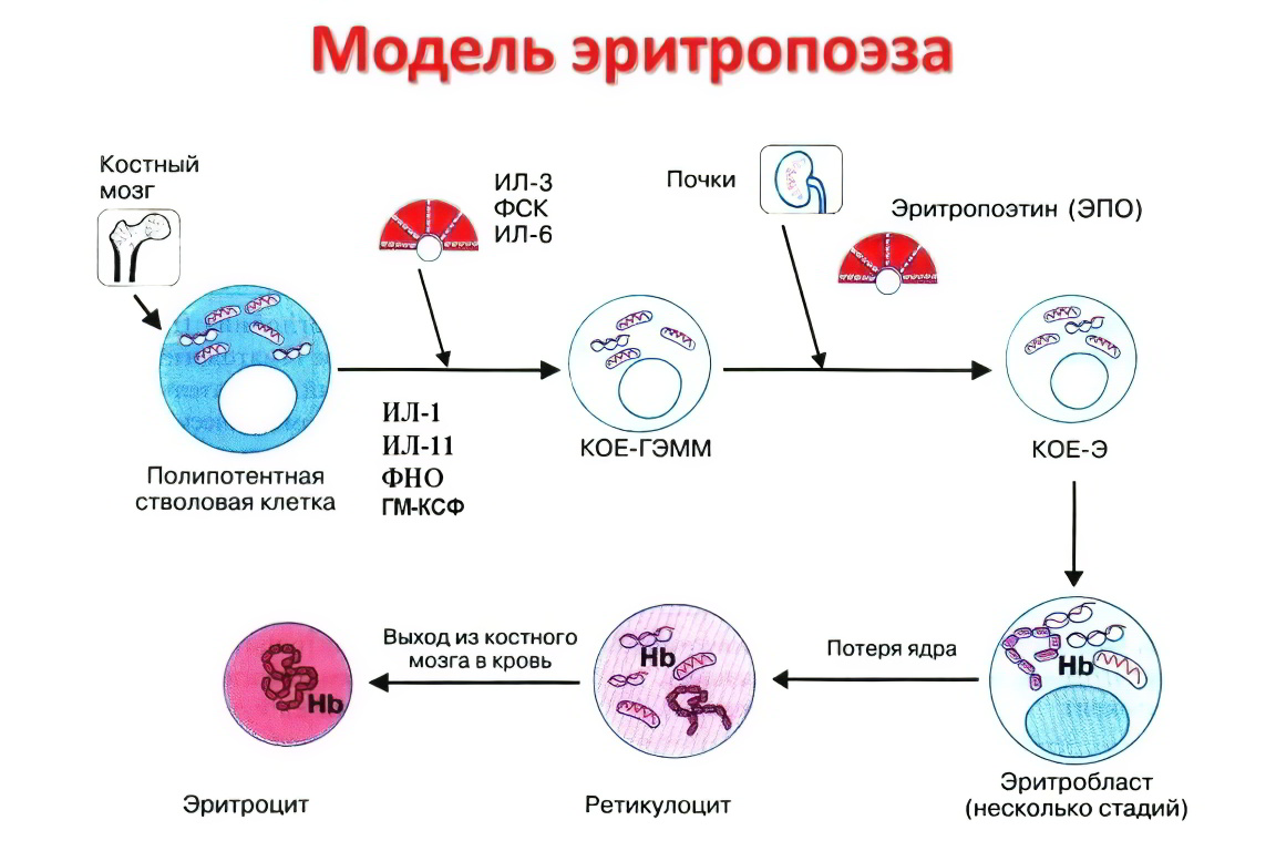 Ретикулоциты Ретикулоциты