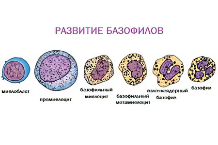 Базофилы Базофилы