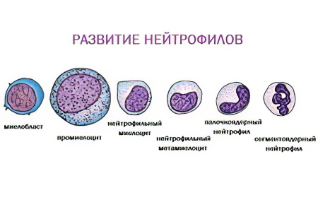 Нейтрофилы Нейтрофилы