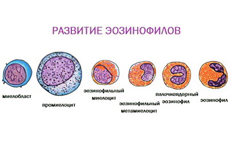 Эозинофилы Эозинофилы