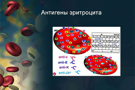 Антигены на эритроцитах человека