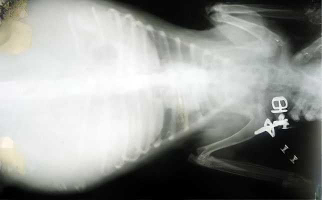 Асцит у собаки лечение. Асцит рентген брюшной полости. Перитонит на рентгене брюшной полости. Вирусный перитонит кошек рентген.