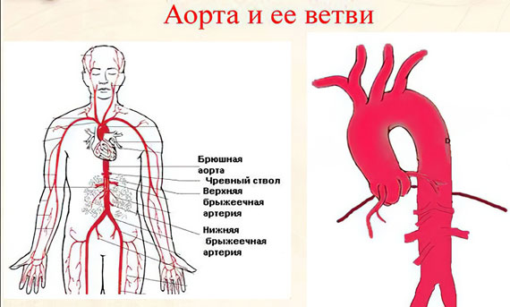 Аорта и её ветви