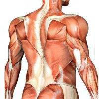 Как вылечить мышцы народными средствами