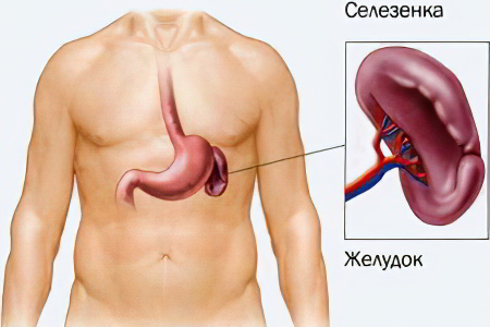 Что делать при боли в селезёнке