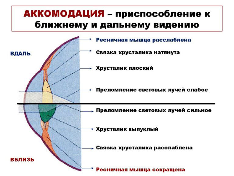 Дальнозоркость