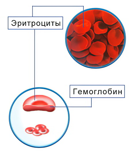 Эритроциты