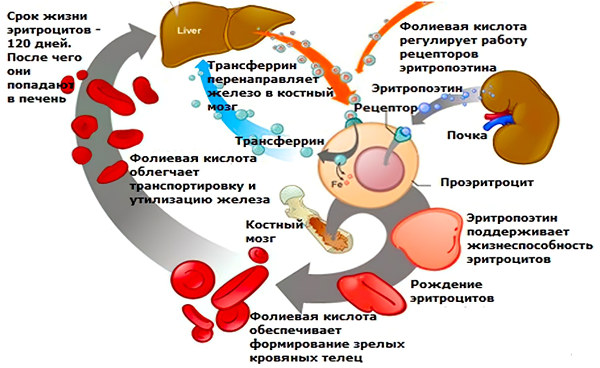 Роль фолиевой кислоты в организме человека