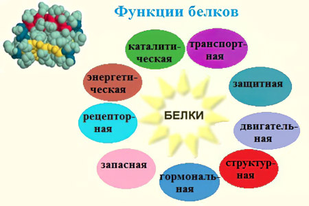 Значение белка для организма