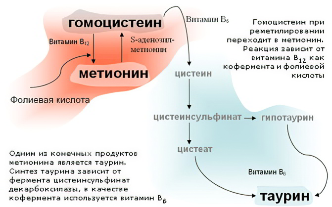 Гомоцистеин Гомоцистеин