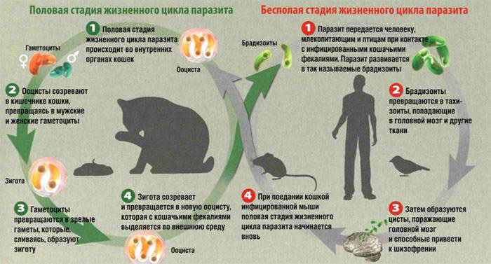 Как передаётся токсоплазмоз Как передаётся токсоплазмоз