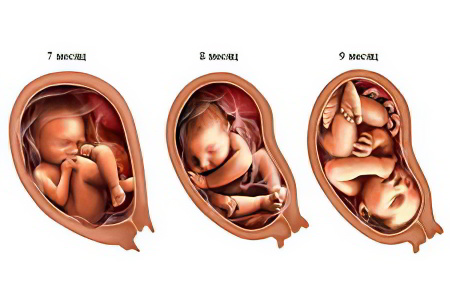 Развитие плода в 3 триместре