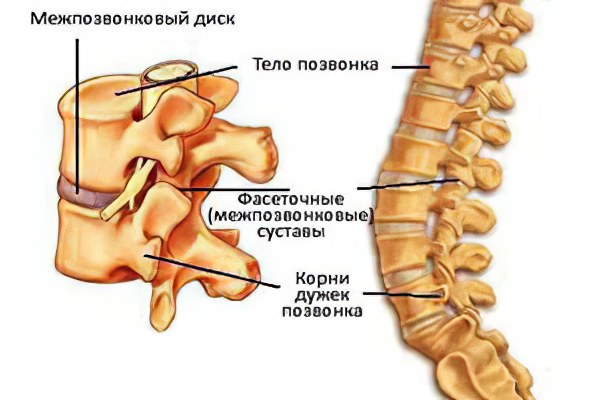 Каково строение позвоночника