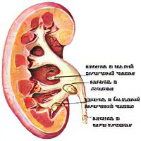 Камни в почках нужна ли диета