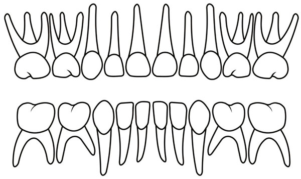 Схема молочных зубов