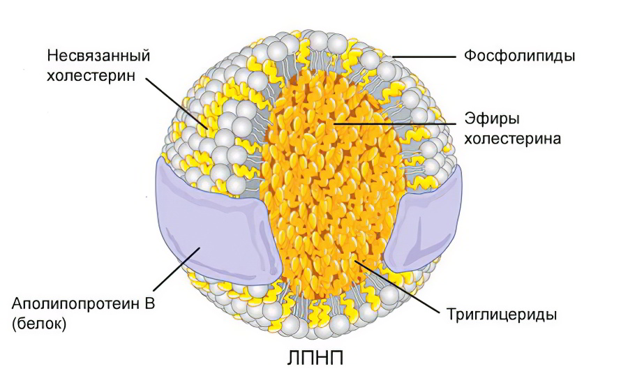 ЛПНП