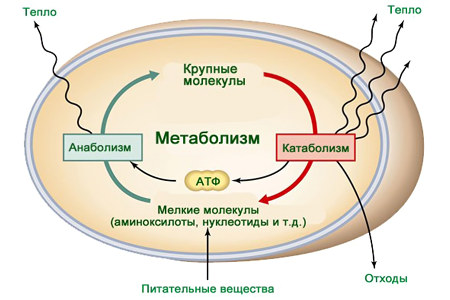 Метаболизм в организме Метаболизм в организме