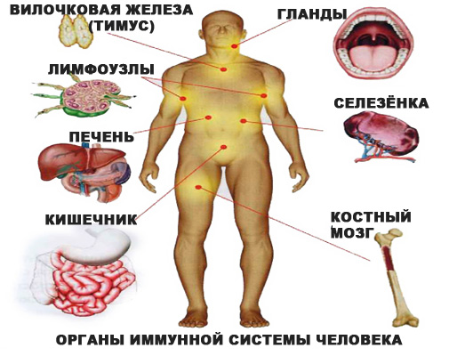 Органы иммунной системы человека