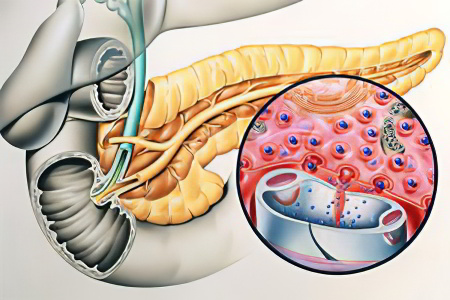 Функции пищеварительных ферментов поджелудочной железы