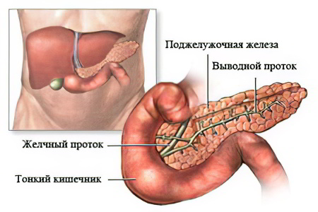 Что такое поджелудочная железа?