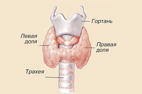 Щитовидная железа