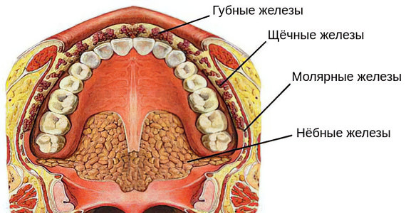 Симптомы сиалоаденита