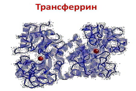 Трансферрин