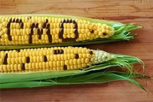ГМО в России на сегодня