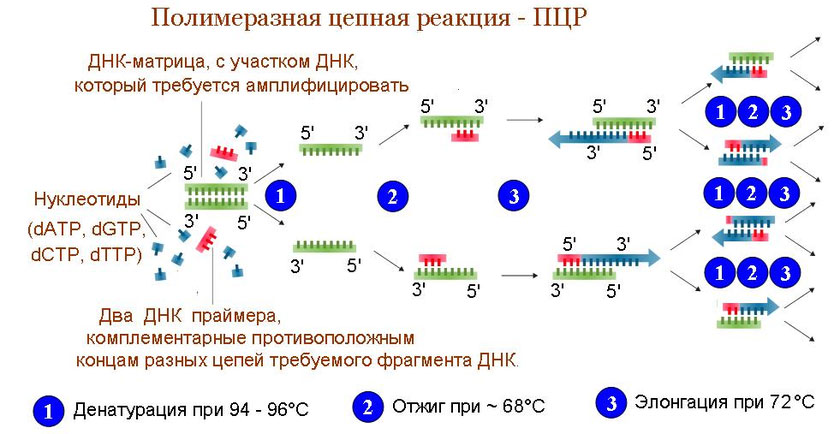 полимеразной цепной реакции полимеразной цепной реакции