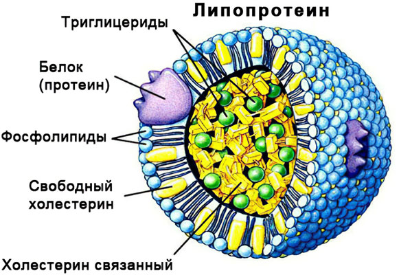 Бета-липиды