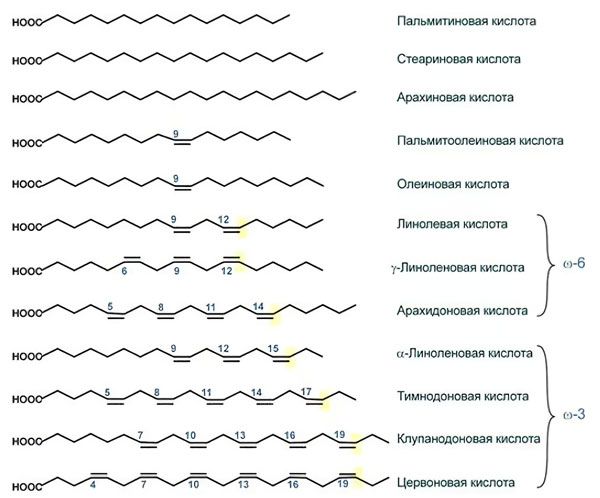 Насыщенные и ненасыщенные жиры