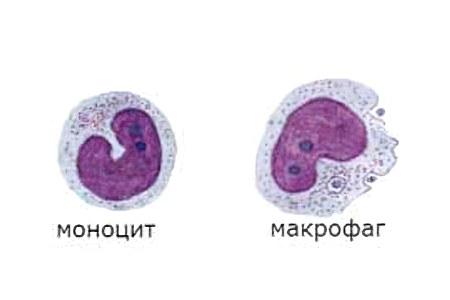 макрофагами и моноцитами